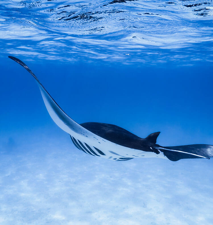 Voyage - Mantaray fish